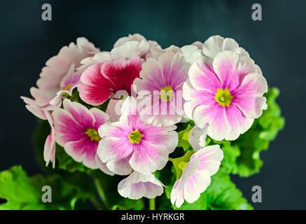 Primula Obconica berühre mich, Rosa mit weißen Blüten, grüne Blätter, in der Nähe auf schwarzem Hintergrund Stockfoto