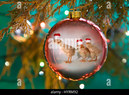 Weihnachten kommt Old McDonald Farm. Stockfoto