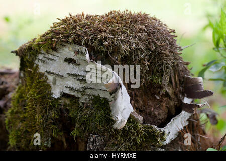 Alten Baumstumpf Baum Climacium Moos und weiße Birkenrinde bedeckt. Climacium dendroides Stockfoto