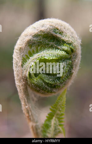 Wilde Farn Wedel unfurling während der Frühjahrssaison Stockfoto