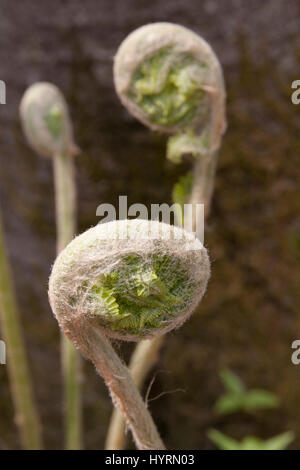 Wilde Farn Wedel unfurling während der Frühjahrssaison Stockfoto