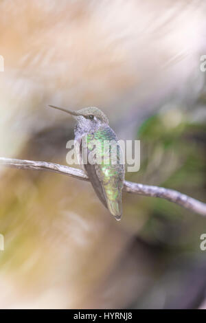 Annas Kolibri (Calypte Anna) thront auf einem Ast in einem botanischen Garten. Stockfoto