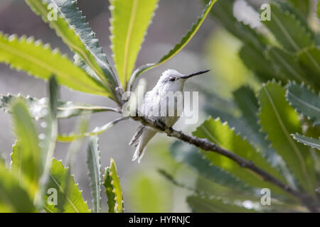 Seltene Leucistic Anna Kolibri (Calypte Anna) thront auf einem Ast. Stockfoto