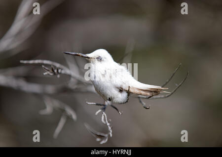 Seltene Leucistic Anna Kolibri (Calypte Anna) thront auf einem Ast. Stockfoto