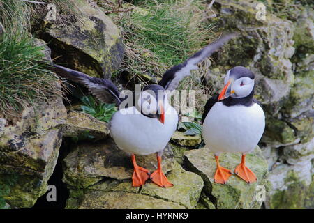 Was machst du? Papageientaucher, Fratercula arctica, RSPB Bempton Cliffs, Großbritannien Stockfoto