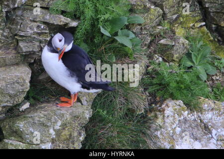 Ein wenig zurück! Puffin, Fratercula arctica, auf Klippen von Bempton Cliffs, Großbritannien Stockfoto