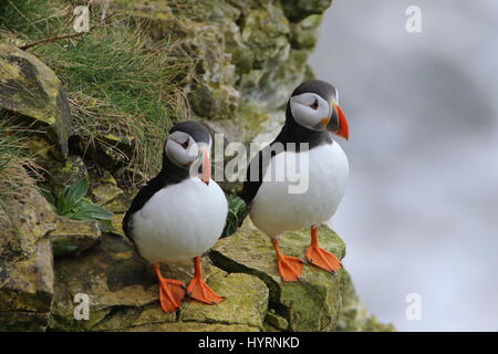 Paar Papageientaucher, Fratercula arctica, auf den Klippen bei RSPB Bempton. VEREINIGTES KÖNIGREICH Stockfoto