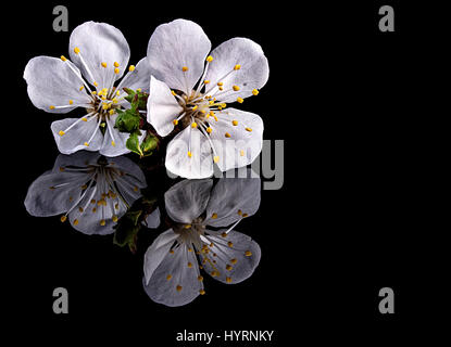 Blumen der Aprikose isoliert auf schwarzem Hintergrund Stockfoto