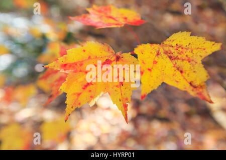 Ahornblätter schwebt über einem Hintergrund von Laub auf dem Waldboden. Stockfoto