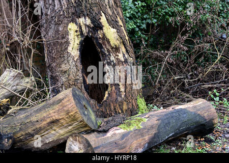 Baum mit einem Loch in der Mitte umgeben von Protokollen Stockfoto