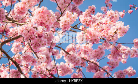 Kirschblüten, die den Himmel mit rosa Blütenblättern gegen eine Feilchen Blauer Hintergrund im Westen von Washington Stockfoto
