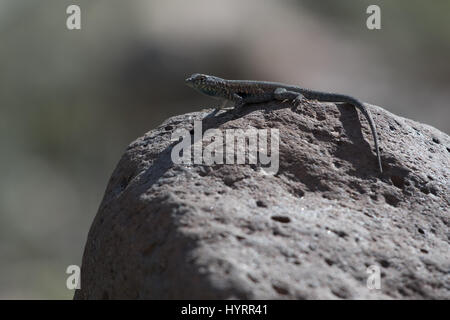 Männliche westlichen Seite-blotched Eidechse, (Uta Stansburiana Elegans), Black Mountain, Imperial co., Kalifornien, USA. Stockfoto