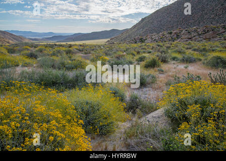 Brittlebush, (Encelia Farinosa), indisch-Schlucht, Anza-Borrego Desert State Park, Kalifornien, USA. Stockfoto