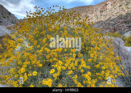 Brittlebush, (Encelia Farinosa), indisch-Schlucht, Anza-Borrego Desert State Park, Kalifornien, USA. Stockfoto