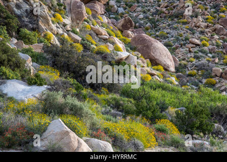 Brittlebush, (Encelia Farinosa), indisch-Schlucht, Anza-Borrego Desert State Park, Kalifornien, USA. Stockfoto