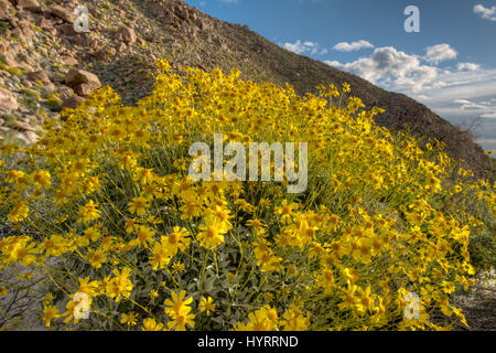 Brittlebush, (Encelia Farinosa), indisch-Schlucht, Anza-Borrego Desert State Park, Kalifornien, USA. Stockfoto