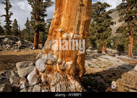 CA03180-00... Kalifornien - ein toter Baum in einem Hain Bristlecone Kiefern in der Nähe von Lake Arrowhead im Kings Canyon National Park. Stockfoto