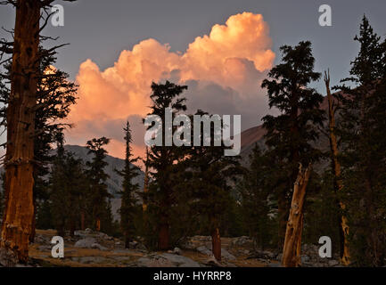 CA03184-00... Kalifornien - Sonnenuntergang über einem Hain von Bristlecone Typ Kiefern in der Nähe von Lake Arrowhead im Kings Canyon National Park. Stockfoto