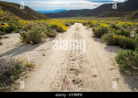 Brittlebush, (Encelia Farinosa), indisch-Schlucht, Anza-Borrego Desert State Park, Kalifornien, USA. Stockfoto