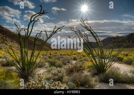 Ocotillo, (Fouquieria Splendens) und Brittlebush (Encelia Farinosa).  Indian-Schlucht, Anza-Borrego Desert State Park, Californai, USA. Stockfoto