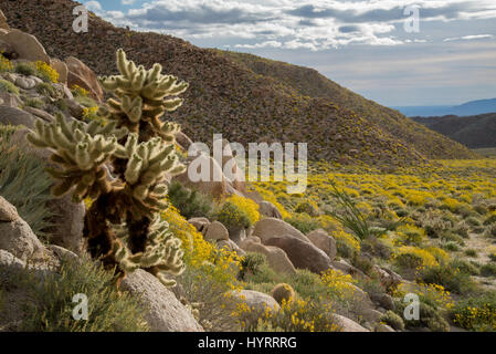 Jumping Cholla, (Cylindropuntia Bigelovi) und Brittlebuch (Encelia Farinosa).  Indische Schlucht, Anza-Borrego Desert State Park, Kalifornien, USA. Stockfoto