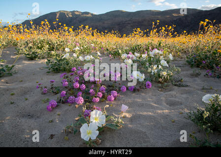 Wüste Sand Eisenkraut, Dune Nachtkerze und Wüste Sonnenblumen.  Henderson Canyon Road, Anza-Borrego Desert State Park, Kalifornien, USA. Stockfoto