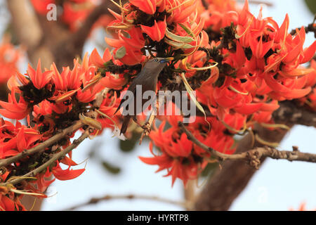 Kastanien-angebundene Starling Kath Shalik, hocken auf dem Zweig der Frühlingsblume Guggenmusik genannt.  Dhaka, Bangladesch. Stockfoto