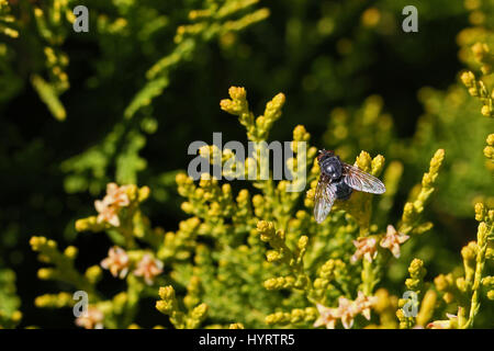 stabil fliegen oder Stubenfliege ganz in der Nähe von lateinischen Namen Stomoxys Calcitrans Muscidae oder Musca Domestica auf Thuja Busch lateinisch Arbor Vitae Cupressaceae in Italien Stockfoto