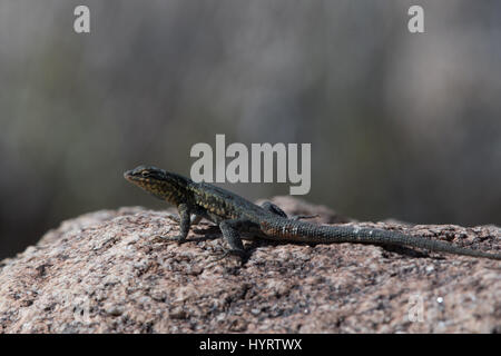 Männliche westlichen Seite-blotched Eidechse, (Uta Stansburiana Elegans), Borrego Palm Canyon, Anza-Borrego Desert State Park, Kalifornien, USA. Stockfoto