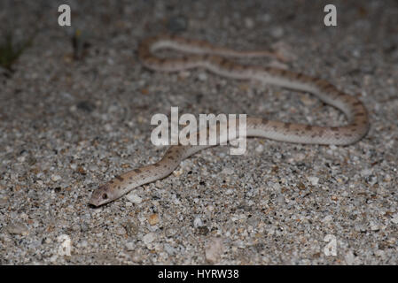 Blatt-gerochene Schlange, (Phyllorhynchus Decurtatus), Anza-Borrego Desert State Park in Kalifornien entdeckt. Stockfoto