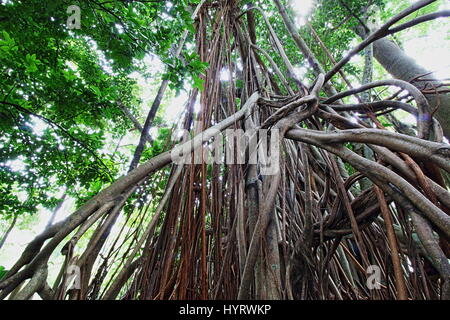 Wurm Blick auf die einschnürenden Ficus-Wurzeln Stockfoto