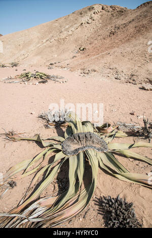 Welwitschia Mirabilis, Namib-Wüste, Namibia Stockfoto