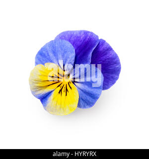 Stiefmütterchen Viola Tricolor Blume isoliert auf weißem Hintergrund Clipping-Pfad enthalten, Ansicht von oben Stockfoto