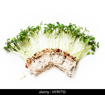 Frische grüne Kresse Salat auf weißem Hintergrund, Draufsicht, lag flach Stockfoto