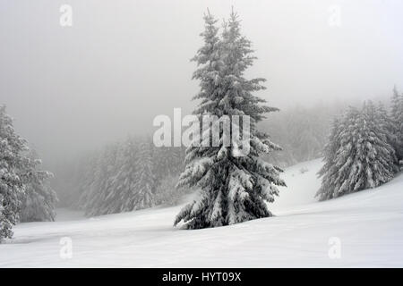 Kalte Winter Tag in die Berge. Tannen mit dickem Schnee bedeckt. Der Wald auf dem Hintergrund im Nebel verborgen. Alle Schwarz und Weiß. Stockfoto