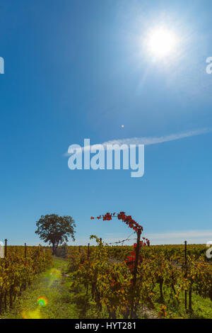 Blendenfleck hoch im Himmel über Weinberg und Sinle Baum in Folge der französischen Landschaft Weinreben Stockfoto