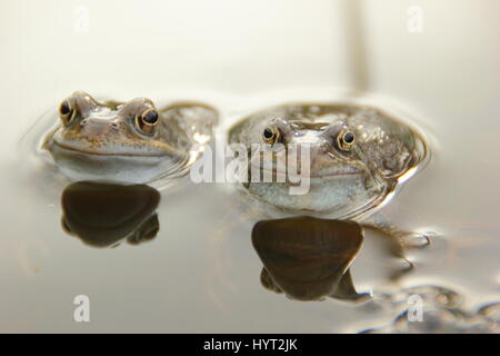 Europäische Grasfrosch (Rana temporaria) Chorus in einem städtischen Garten Teich während der Brut (laich) Jahreszeit,, England - März Stockfoto