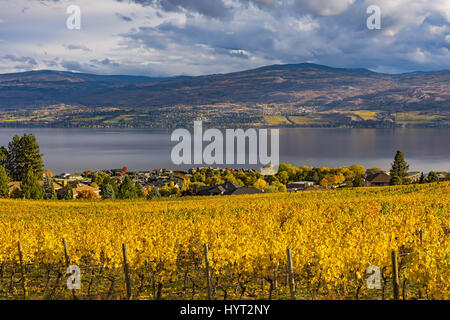 Weinberg mit Blick auf eine Unterteilung Okanagan Lake Kelowna British Columbia Kanada im Herbst Stockfoto