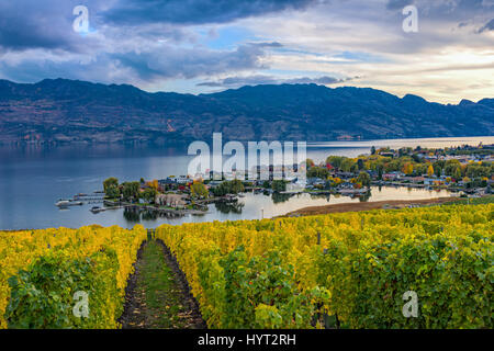 Weinberg mit Blick auf eine Unterteilung Okanagan Lake Kelowna British Columbia Kanada im Herbst Stockfoto