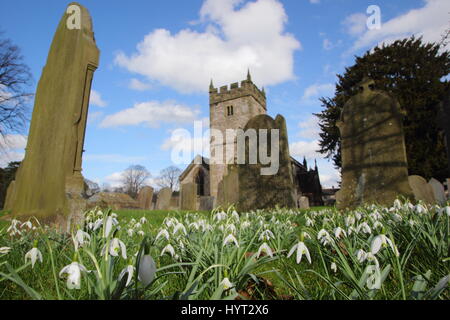 Schneeglöckchen (Galanthus nivalis) auf dem Friedhof der malerischen englischen Dorf Pfarrkirche in der Nähe von bakewell, Nationalpark Peak District, derbyshire uk Stockfoto