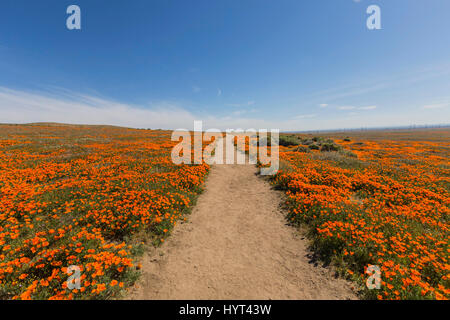 Feldweg im Antelope Valley California Poppy Reserve State Park. Stockfoto