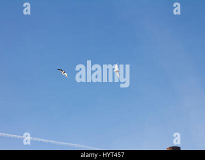 Zwei Möwen fliegen in den sonnigen blauen Himmel Stockfoto