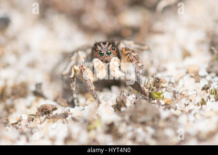 Nahaufnahme der winzige Springspinne (männliche Aelurillus V-Insignitus) in einem Lebensraum Heide in Surrey, Großbritannien Stockfoto