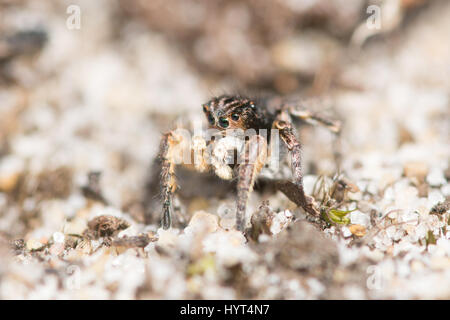 Nahaufnahme der winzige Springspinne (männliche Aelurillus V-Insignitus) in einem Lebensraum Heide in Surrey, Großbritannien Stockfoto