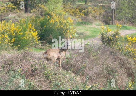 Reh Bock (Capreolus Capreolus) in Heide Lebensraum in Surrrey, Großbritannien Stockfoto