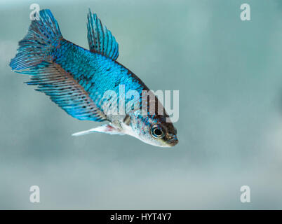 Junge weibliche Halb-mond Betta splendens Fische Stockfoto