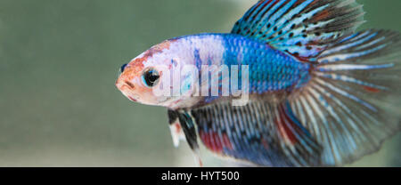 Betta Splendens Marmor männlich Stockfoto