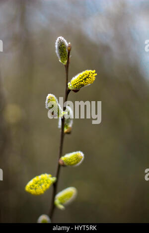 Zweig in voller Blüte Stockfoto