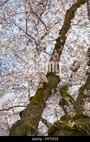 Ein Blick auf die Kirschblüten blühen im Frühjahr. Stockfoto