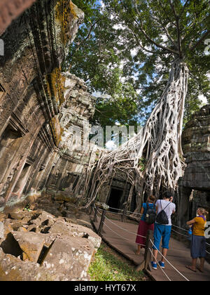 Vertikale Ansicht eines der vielen Bäume wachsen durch den Ta Prohm Tempel in Kambodscha Stockfoto